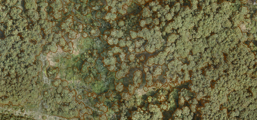 Carto bosc correlacio
